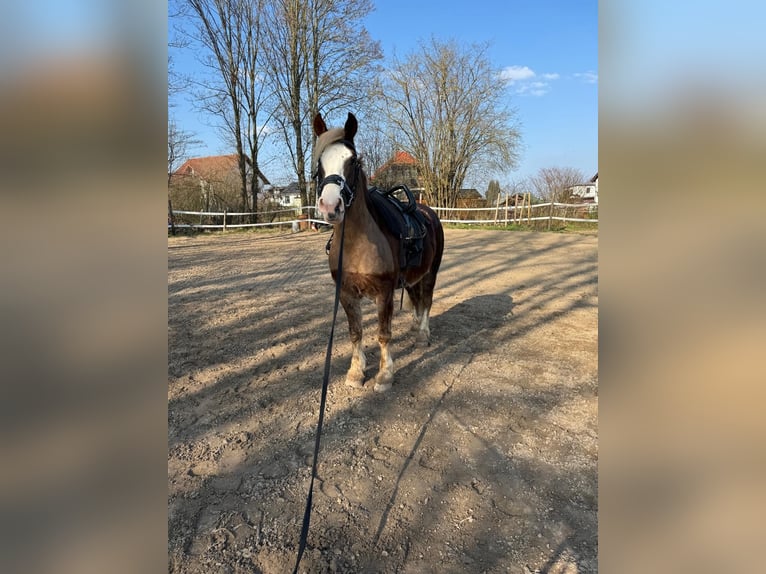 Black Forest Horse Gelding 5 years 15,1 hh Chestnut-Red in Butzbach