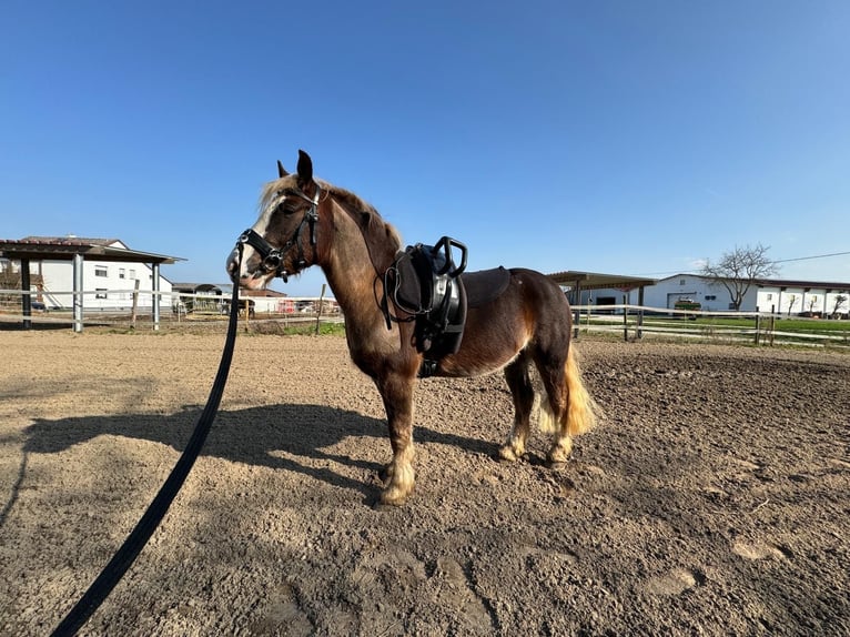 Black Forest Horse Gelding 5 years 15,1 hh Chestnut-Red in Butzbach