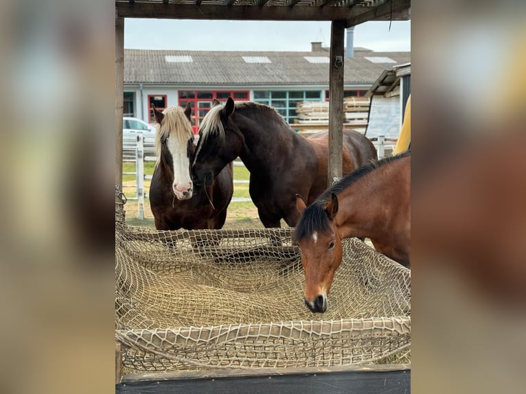 Black Forest Horse Gelding 5 years 15,1 hh Chestnut-Red in Butzbach