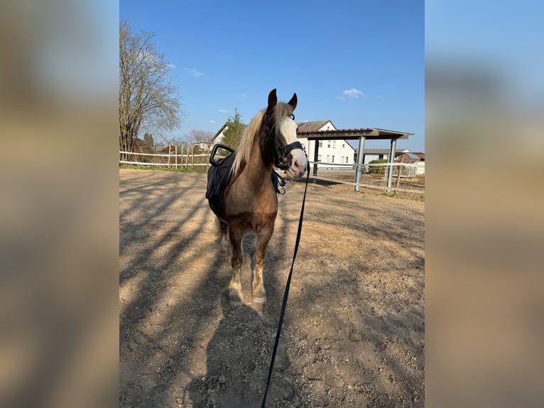 Black Forest Horse Gelding 5 years 15,1 hh Chestnut-Red in Butzbach