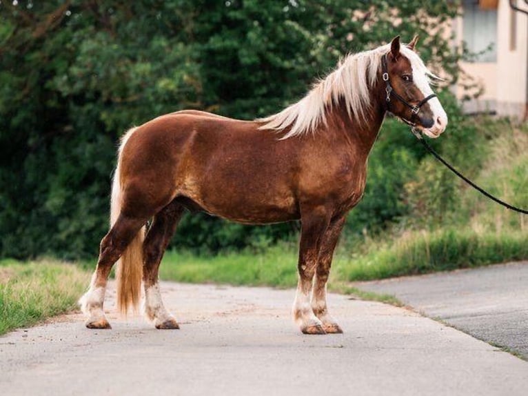 Black Forest Horse Gelding 5 years 15,1 hh Chestnut-Red in Butzbach