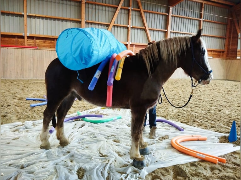 Black Forest Horse Gelding 5 years 15,1 hh Chestnut-Red in Butzbach