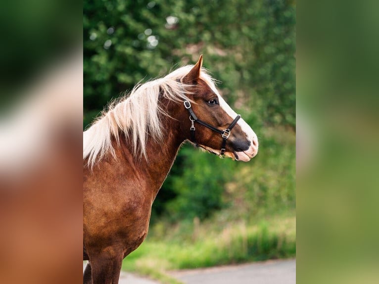 Black Forest Horse Gelding 5 years 15,1 hh Chestnut-Red in Butzbach