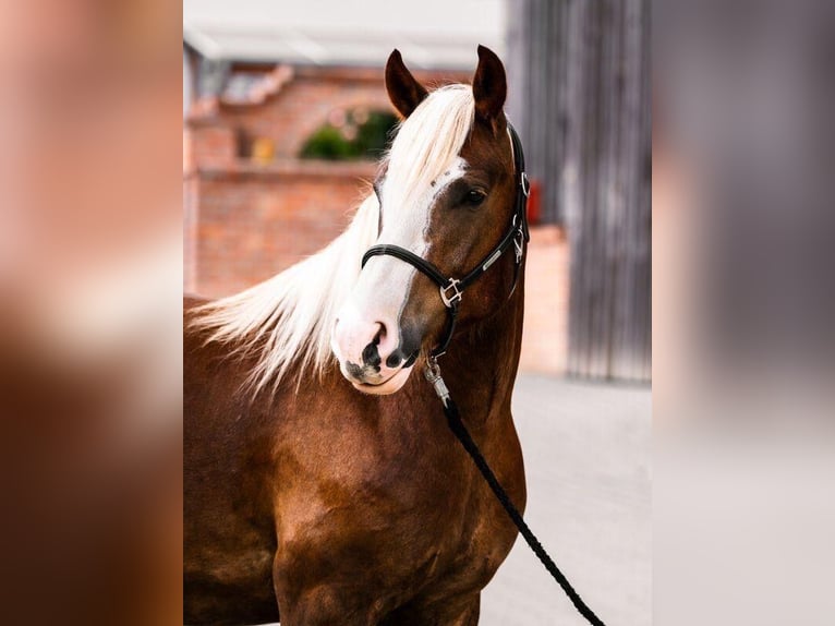 Black Forest Horse Gelding 5 years 15,1 hh Chestnut-Red in Butzbach