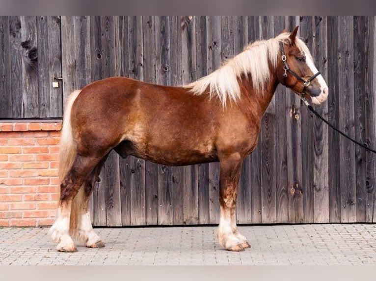 Black Forest Horse Gelding 5 years 15,1 hh Chestnut-Red in Butzbach