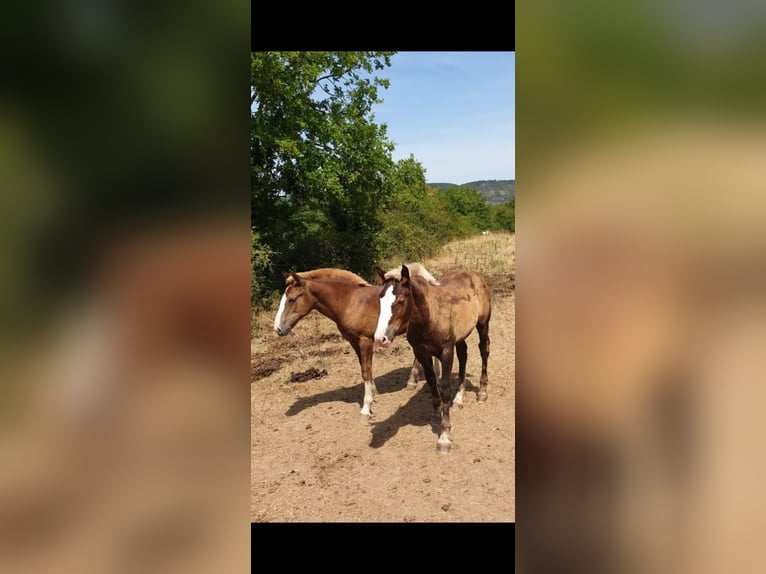 Black Forest Horse Gelding 5 years 15 hh Chestnut-Red in Sch&#xFC;ttorf