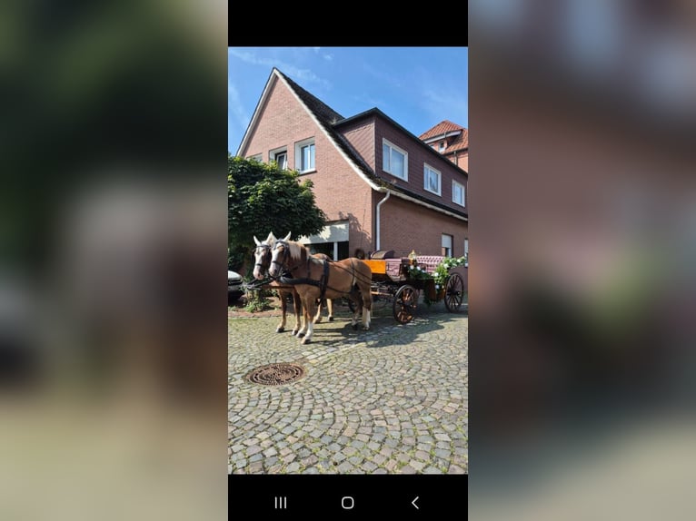 Black Forest Horse Gelding 5 years 15 hh Chestnut-Red in Sch&#xFC;ttorf