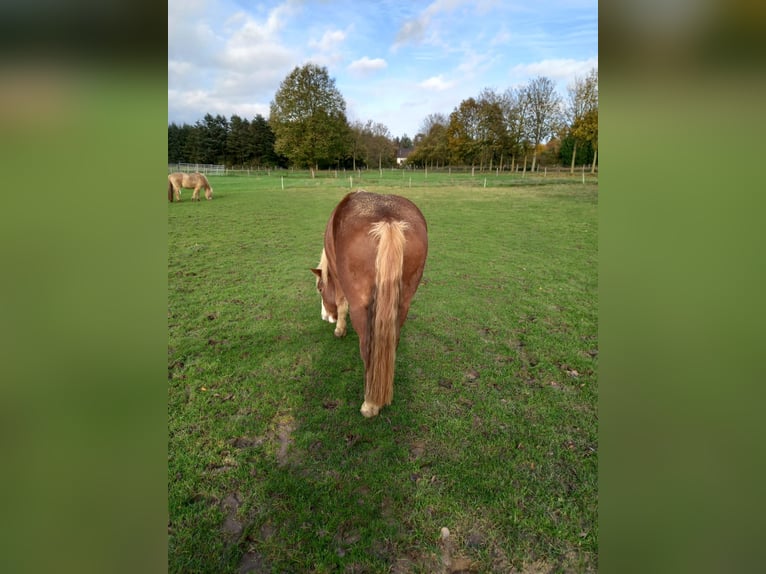 Black Forest Horse Gelding 6 years 13,2 hh Chestnut in Issum