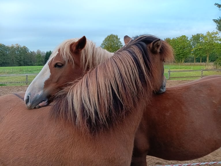 Black Forest Horse Gelding 6 years 13,2 hh Chestnut in Issum