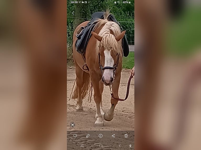 Black Forest Horse Gelding 6 years 13,2 hh Chestnut in Issum