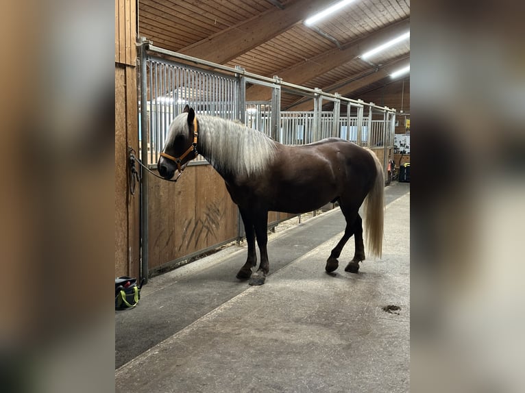 Black Forest Horse Gelding 6 years 14,3 hh Chestnut-Red in Laufen