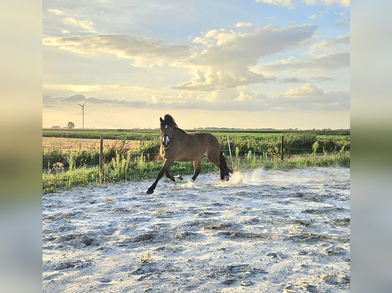 Black Forest Horse Gelding 6 years 15.2 hh Brown in Veendam