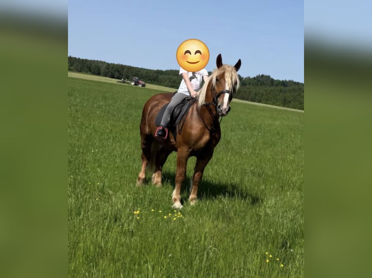 Black Forest Horse Mix Gelding 6 years 15.2 hh Chestnut-Red in Nürburg