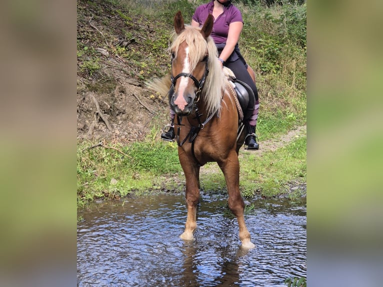 Black Forest Horse Gelding 6 years 15.2 hh Chestnut-Red in Blankenheim