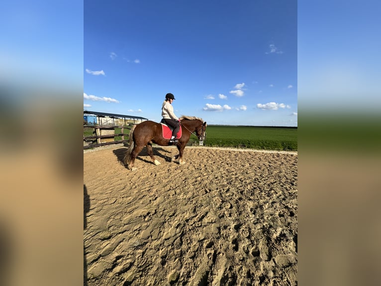 Black Forest Horse Gelding 7 years 15.1 hh Brown in Purmerend