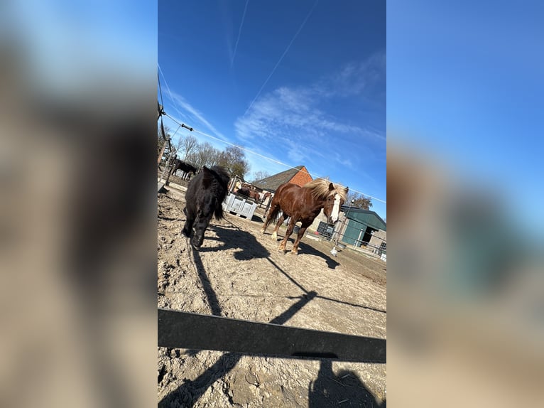 Black Forest Horse Gelding 7 years 15.1 hh Brown in Purmerend
