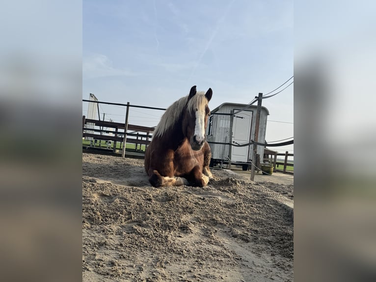 Black Forest Horse Gelding 7 years 15.1 hh Brown in Purmerend