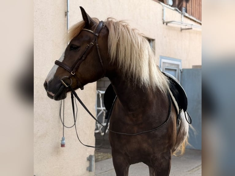 Black Forest Horse Gelding 7 years 15.1 hh Chestnut in Flums Hochwiese
