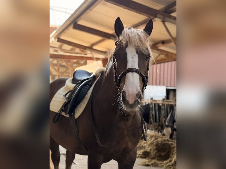 Black Forest Horse Gelding 7 years 15.1 hh Chestnut in Flums Hochwiese