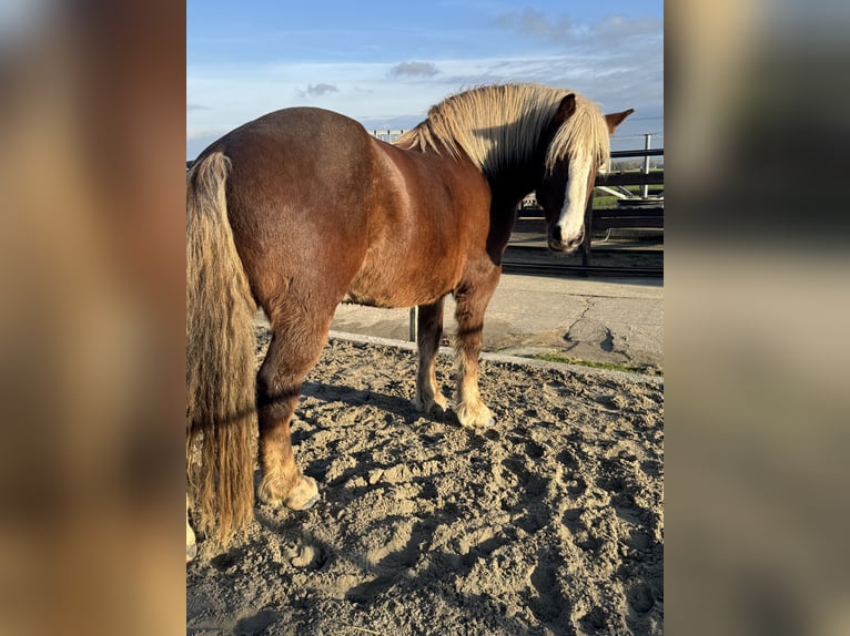 Black Forest Horse Gelding 7 years 15,1 hh Brown in Purmerend