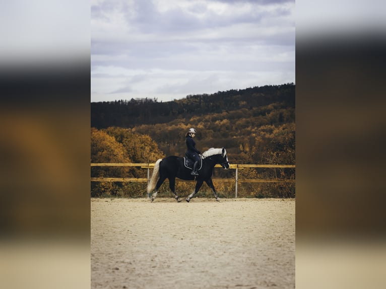 Black Forest Horse Gelding 7 years 15,2 hh Chestnut in Herdecke