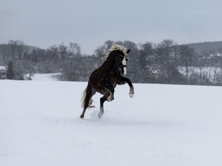 Black Forest Horse Gelding 7 years 15,2 hh Chestnut in Herdecke
