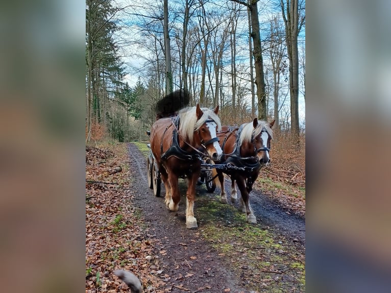 Black Forest Horse Gelding 7 years 16 hh Chestnut-Red in G&#xFC;glingen