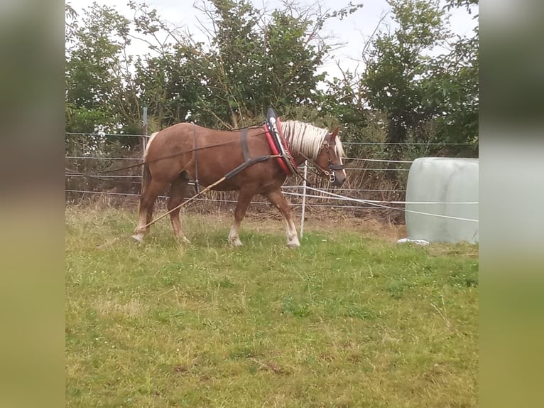 Black Forest Horse Gelding 7 years 16 hh Chestnut-Red in G&#xFC;glingen