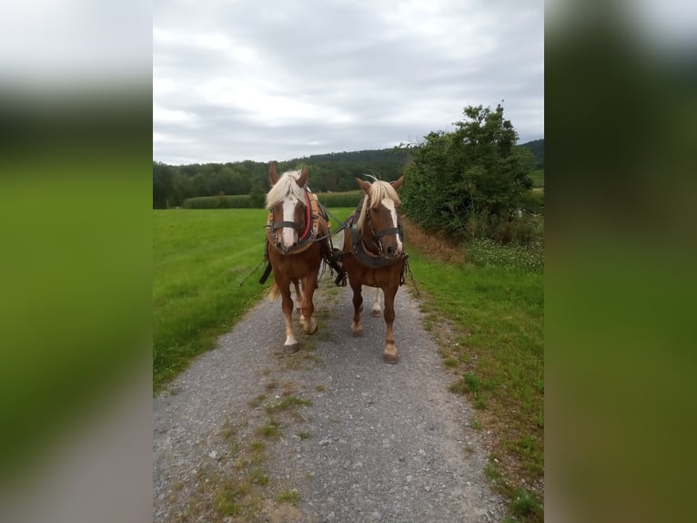 Black Forest Horse Gelding 7 years 16 hh Chestnut-Red in G&#xFC;glingen