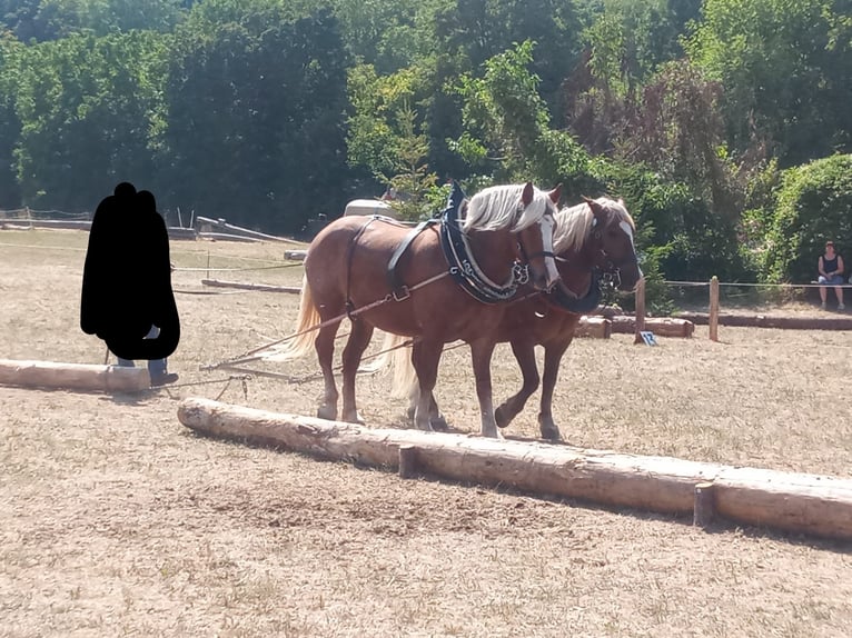 Black Forest Horse Gelding 7 years 16 hh Chestnut-Red in G&#xFC;glingen