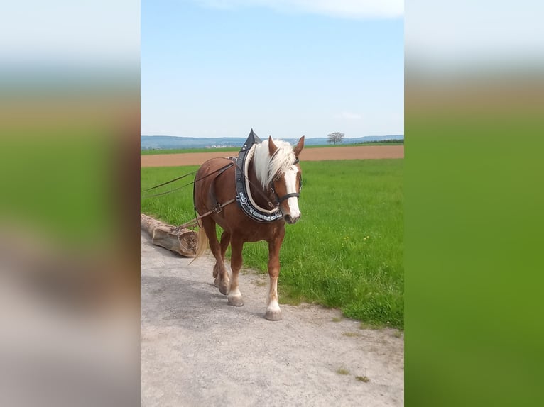 Black Forest Horse Gelding 7 years 16 hh Chestnut-Red in G&#xFC;glingen