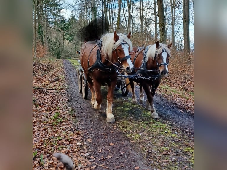 Black Forest Horse Gelding 7 years 16 hh Chestnut-Red in G&#xFC;glingen