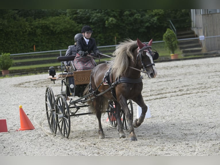 Black Forest Horse Gelding 8 years 15,1 hh Chestnut in Schlattingen