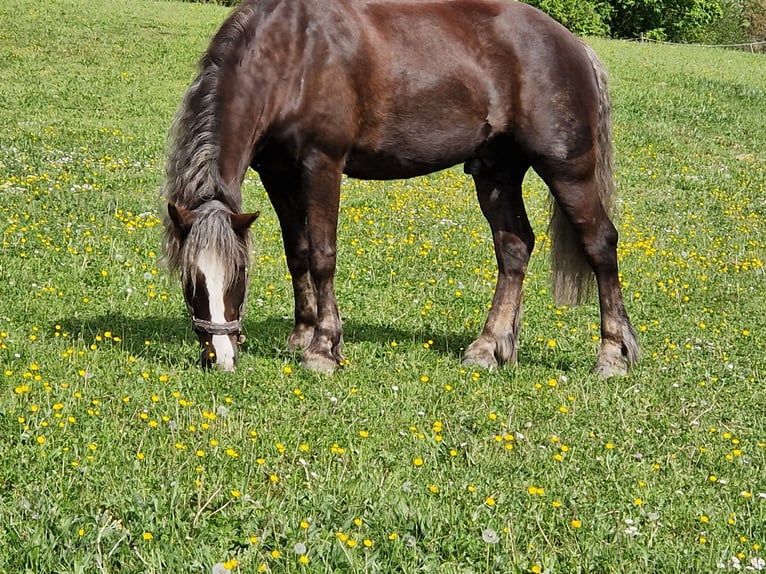 Black Forest Horse Gelding 8 years 15,1 hh Chestnut in Schlattingen