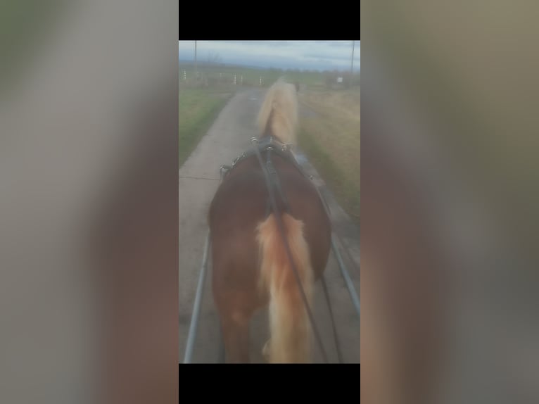 Black Forest Horse Gelding 8 years 15 hh in Hessen