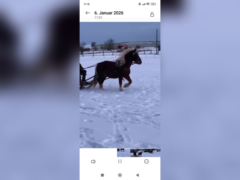 Black Forest Horse Gelding 8 years 15 hh in Hessen