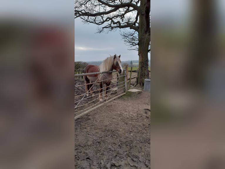 Black Forest Horse Gelding 8 years 15 hh Chestnut in Dronfield