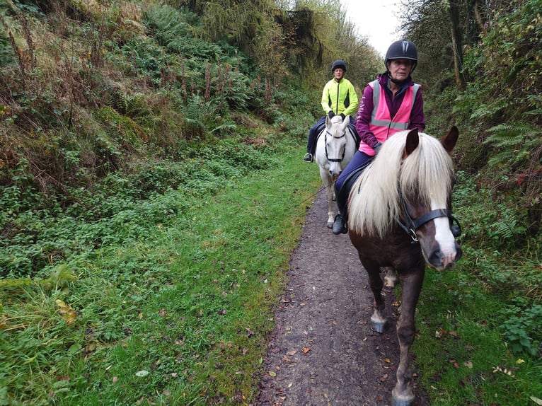 Black Forest Horse Gelding 8 years 15 hh Chestnut in Dronfield