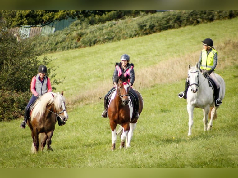 Black Forest Horse Gelding 8 years 15 hh Chestnut in Dronfield