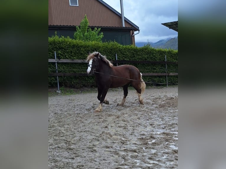 Black Forest Horse Gelding 9 years 14.1 hh Chestnut-Red in Flums