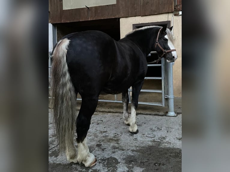 Black Forest Horse Gelding 9 years 14.1 hh Chestnut-Red in Flums