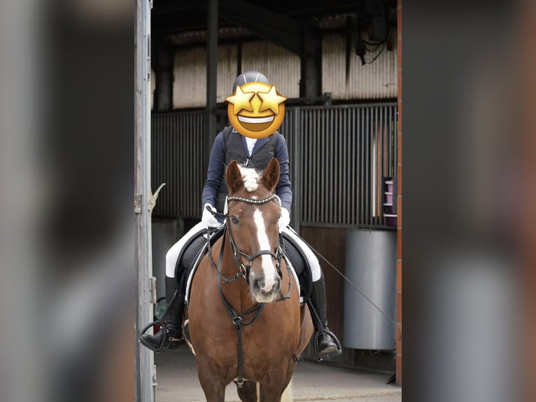 Black Forest Horse Gelding 9 years 15,1 hh Chestnut in Oerlinghausen