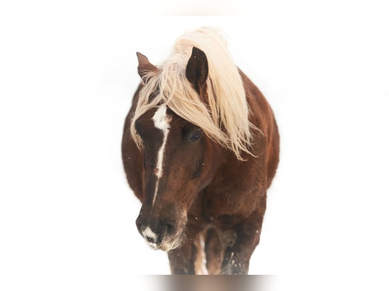 Black Forest Horse Gelding 9 years 15,2 hh Chestnut in BrennbergBrennberg