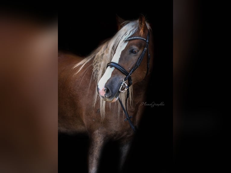 Black Forest Horse Gelding 9 years 16,1 hh Chestnut in B&#xFC;ckeburg