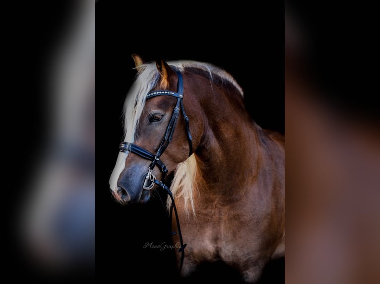 Black Forest Horse Gelding 9 years 16,1 hh Chestnut in B&#xFC;ckeburg