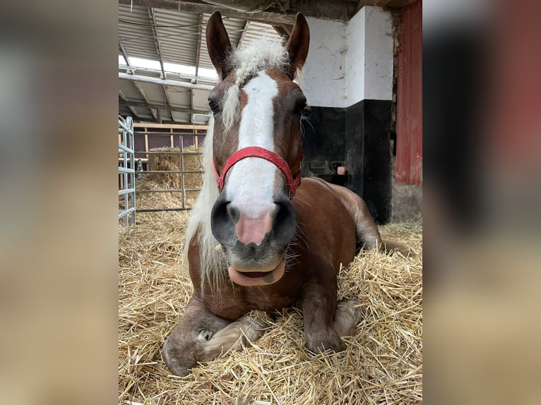 Black Forest Horse Gelding 9 years 16,1 hh Chestnut in B&#xFC;ckeburg