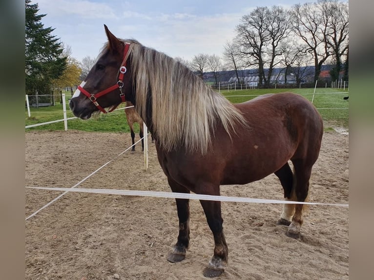 Black Forest Horse Mare 10 years 15.1 hh Chestnut in Schermbeck