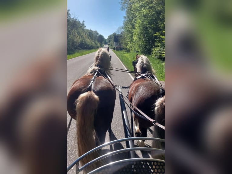 Black Forest Horse Mare 10 years 15,2 hh Chestnut in Rutsweiler/Lauter