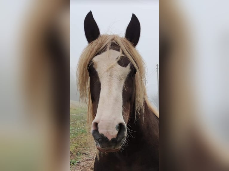 Black Forest Horse Mare 10 years 15,2 hh Chestnut in Rutsweiler/Lauter