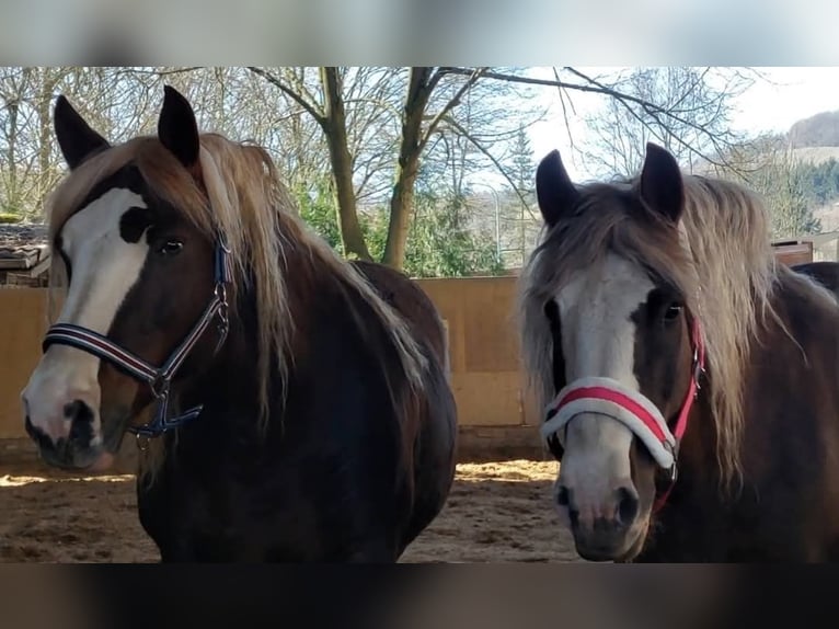 Black Forest Horse Mare 10 years 15,2 hh Chestnut in Rutsweiler/Lauter
